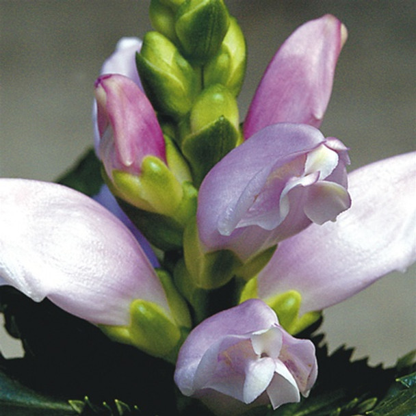 Chelone lyonii Hot Lips