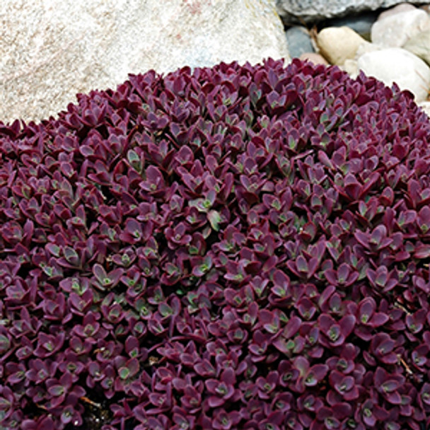 Sedum Sunsparkler® Firecracker