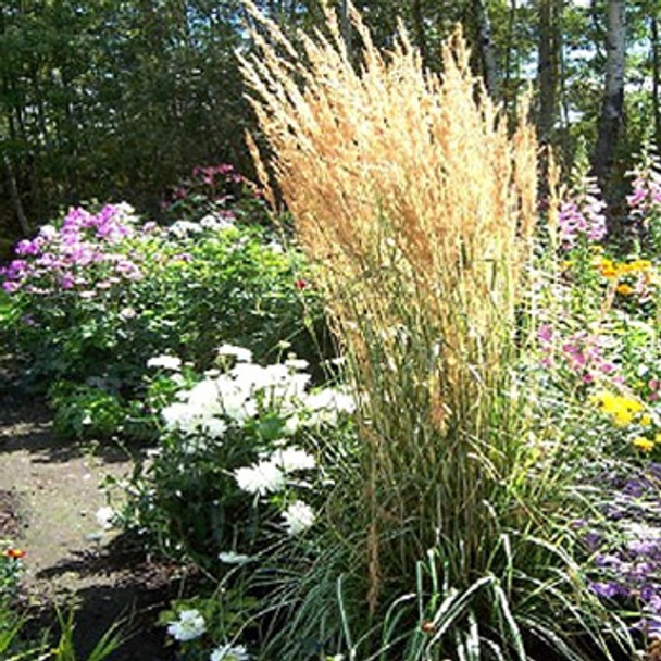 Calamagrostis xacutiflora Avalanche