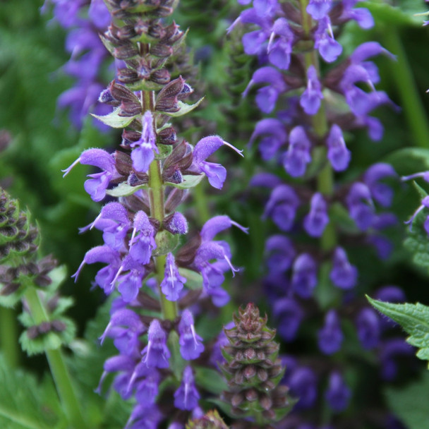 Salvia nemorosa Sallyrosa™ April Night