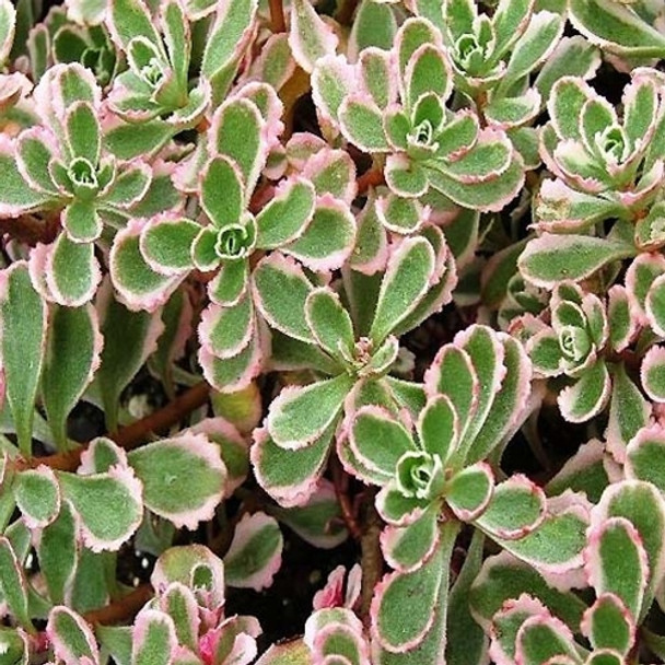 Sedum sp Tricolor