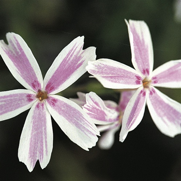 Phlox subulata Candy Stripe