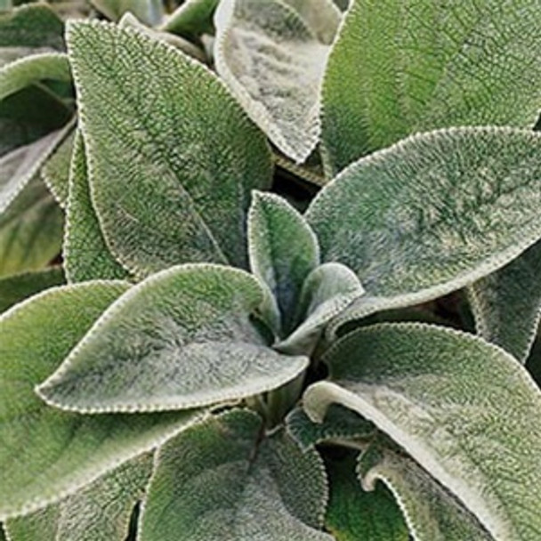 Stachys byzantina Helene von Stein