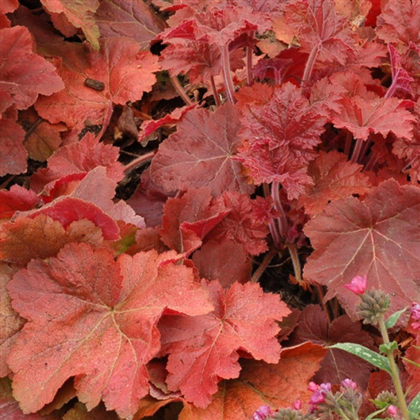 Heuchera Southern Comfort  PP20364