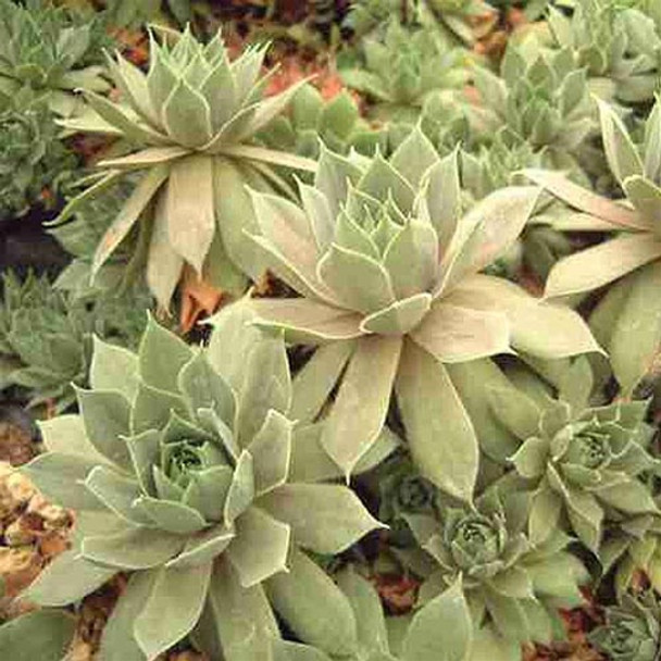 Sempervivum Desert Bloom 2