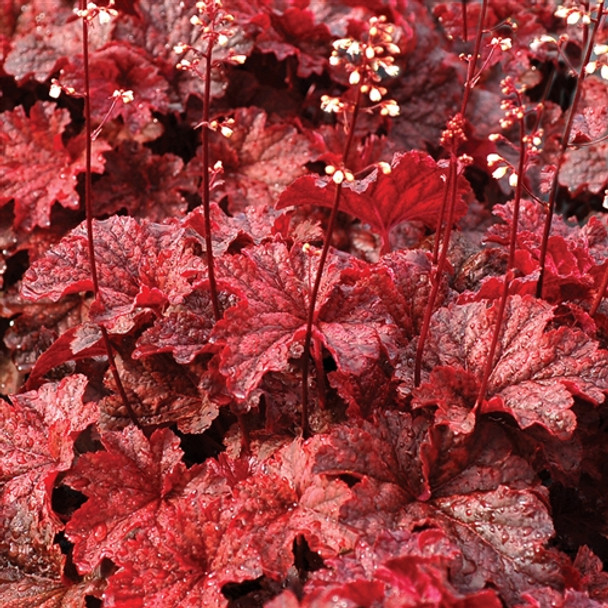 Heuchera Cajun Fire