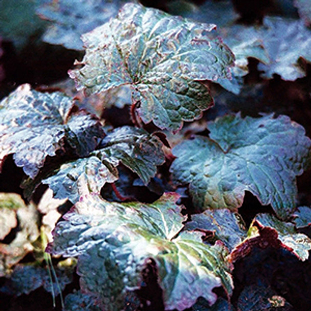 Heuchera micrantha Palace Purple