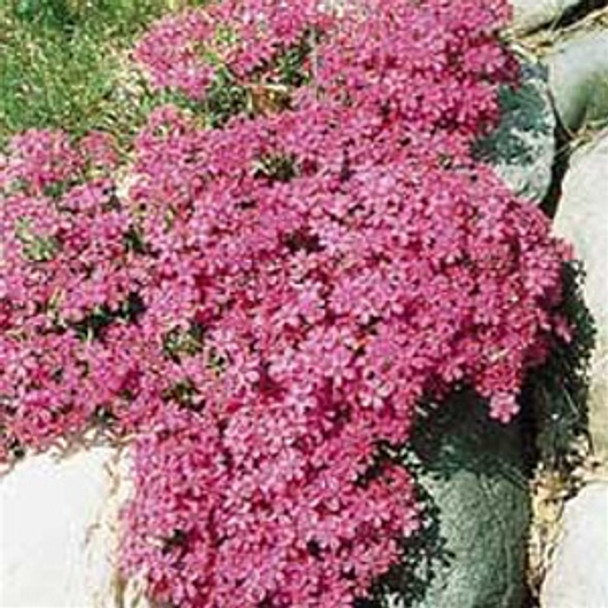 Phlox subulata Crimson Beauty