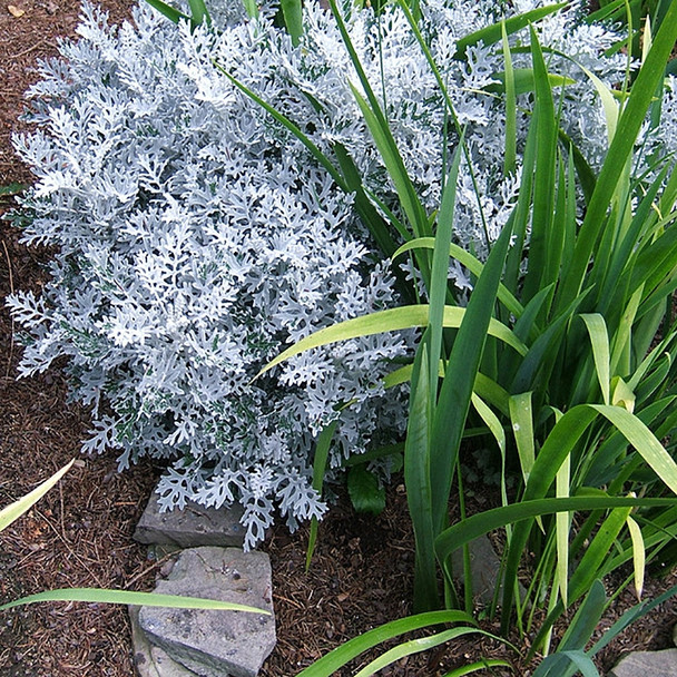 Artemisia stelleriana Silver Brocade