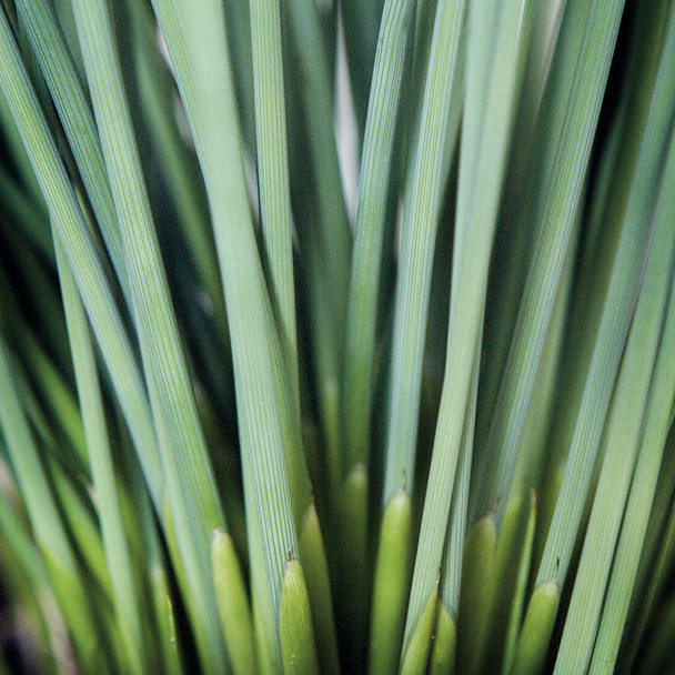 Juncus inflexus Blue Arrows™