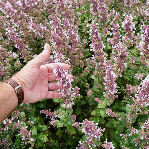 Nepeta Whispurr™ Pink