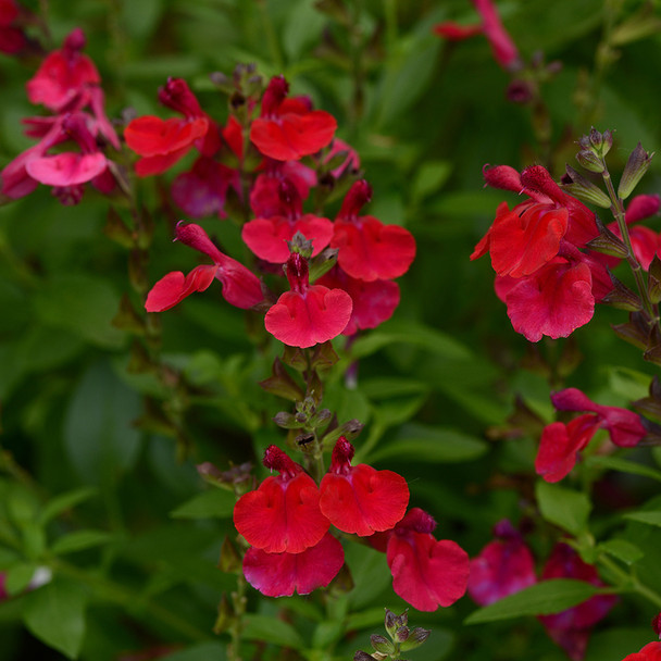 Salvia g. Mirage™ Cherry Red