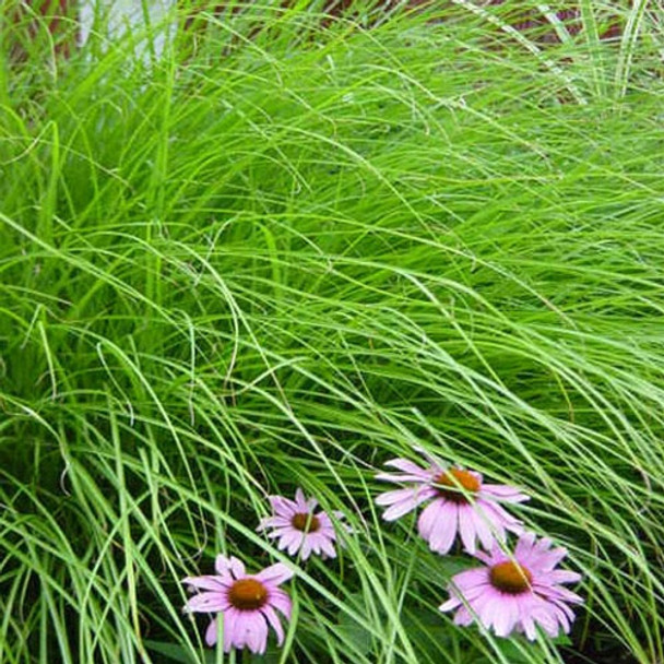 Miscanthus sinensis Gracillimus (38 plugs per tray)