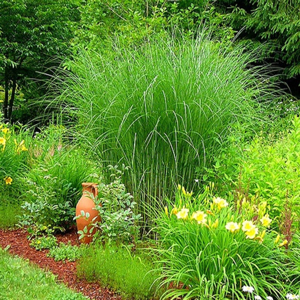 Miscanthus sinensis Gracillimus (38 plugs per tray)