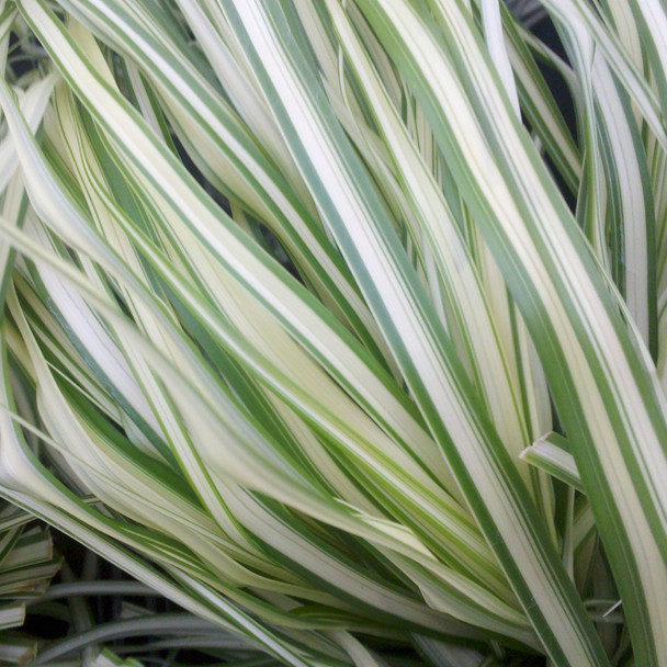 Calamagrostis xacutiflora Lightning Strike® (38 plugs per tray)