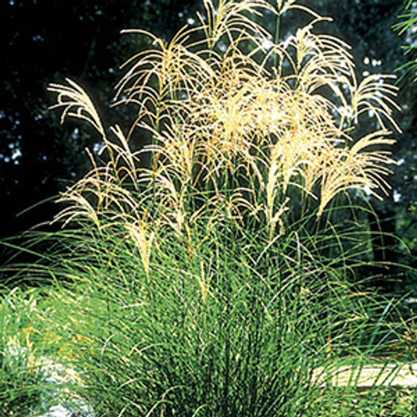 Miscanthus sinensis Graziella (38 plugs per tray)