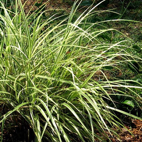 GRASS.S Miscanthus sinensis Dixieland (38 plug tray) liners from Santa