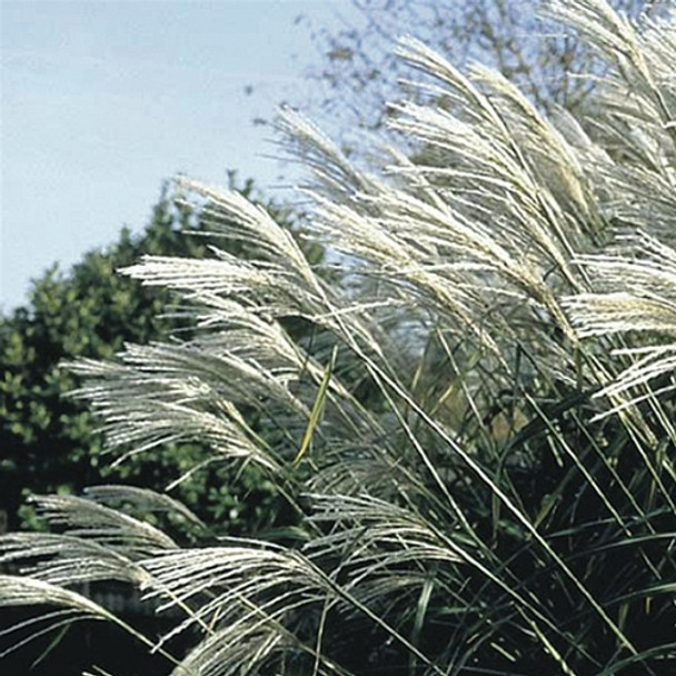 Miscanthus sinensis Silberfeder (38 plugs per tray)