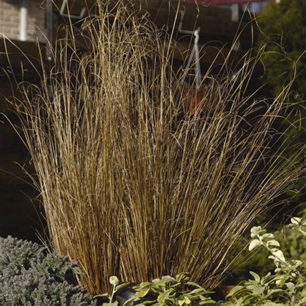 ColorGrass® - Carex buchananii  Red Rooster™(72 plugs per tray)