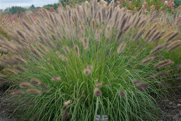 Pennisetum alopecuroides Ginger Love  (38 plugs per tray) PP26442