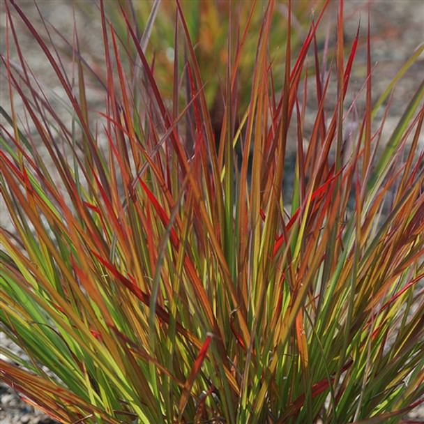 Andropogon gerardii Dancing Wind  (38 plugs per tray) PP26892