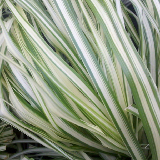 Calamagrostis xacutiflora Lightning Strike® (72 plugs per tray)