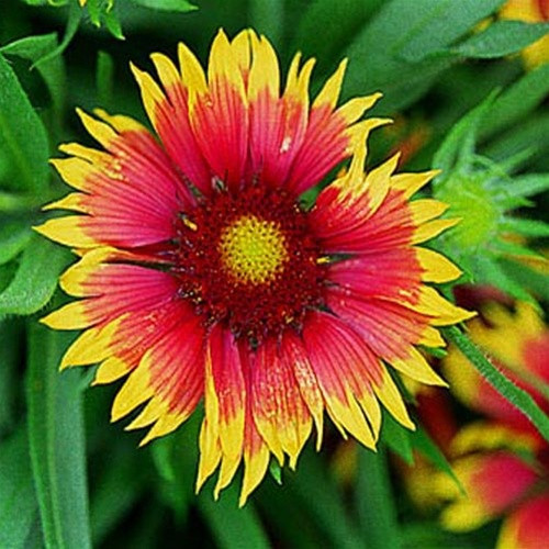 Gaillardia xgrandiflora Goblin (72 plugs per tray)