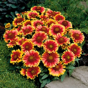 Gaillardia xgrandiflora Arizona Sun (72 plugs per tray)