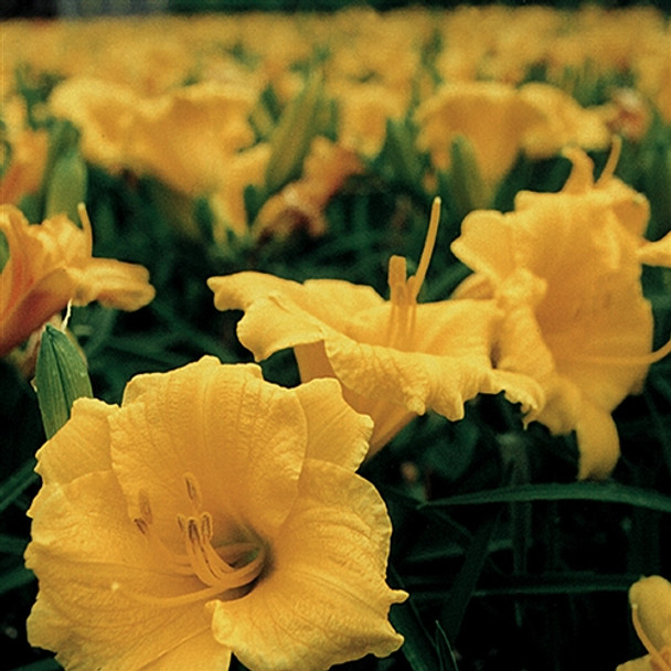 Hemerocallis Stella dOro (38 plugs per tray)