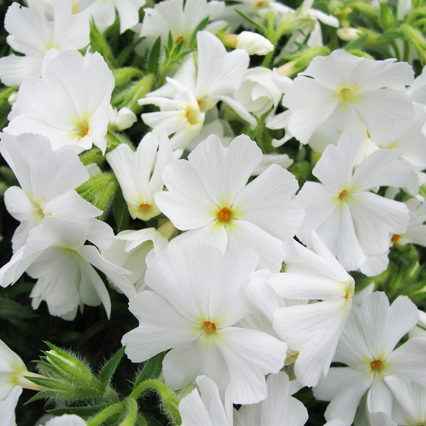 Phlox subulata Spring® White (72 plug tray) liners from Santa Rosa