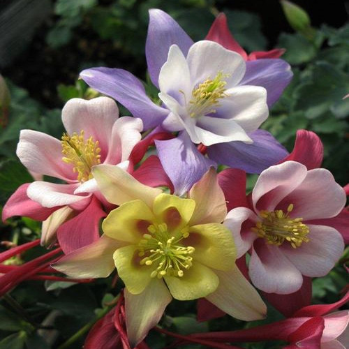 Aquilegia caerulea Origami™ Mix (72 plugs per tray)