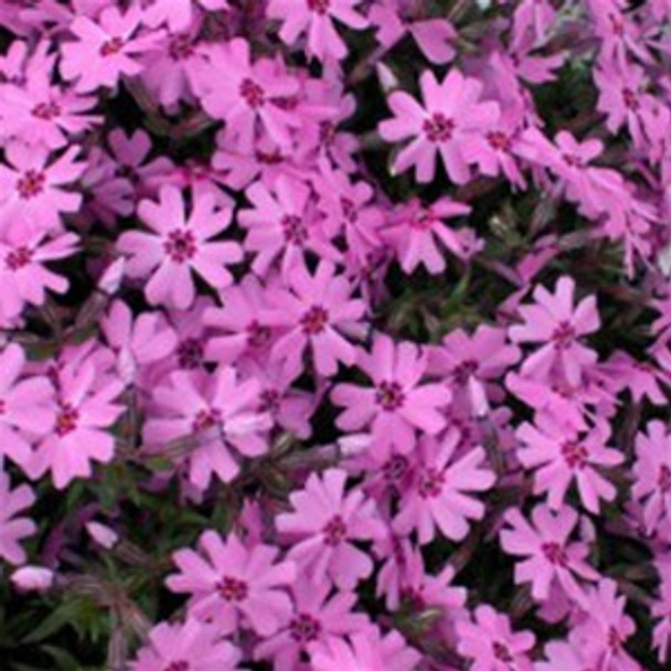 Phlox subulata Fort Hill (72 plugs per tray)