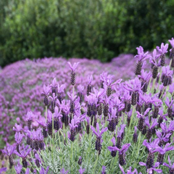 Lavandula stoechas Otto Quast (72 plugs per tray)