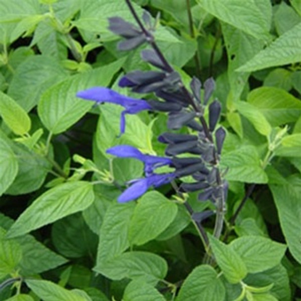 Salvia guaranitica Black and Blue (72 plugs per tray)