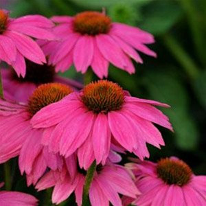 Echinacea purpurea PowWow® Wild Berry (72 plugs per tray)