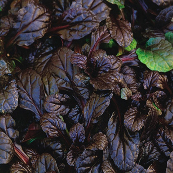 Ajuga reptans Mahogany (72 plugs per tray)