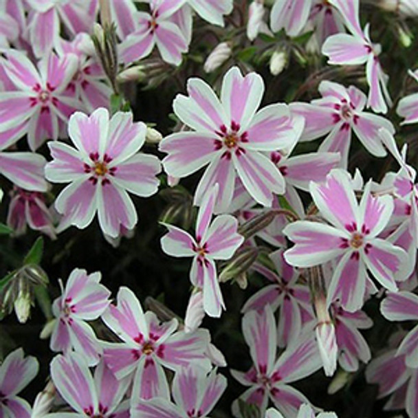 Phlox subulata Candy Stripe (72 plugs per tray) Phlox subulata Candy Stripe (72 plugs per tray)