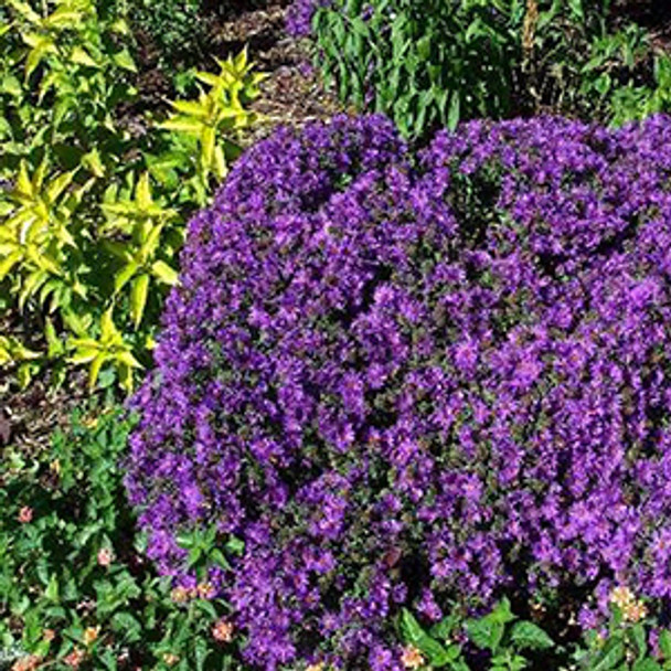 Aster novae angliae Purple Dome (72 plugs per tray)