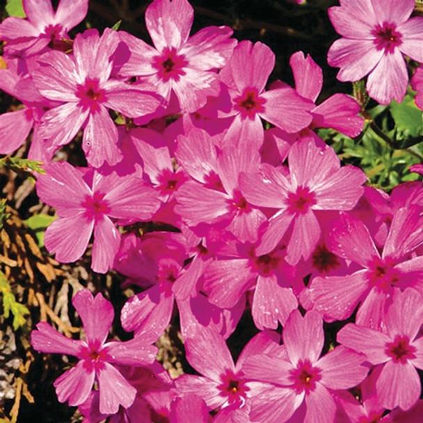 Phlox subulata Red Wings (72 plugs per tray)