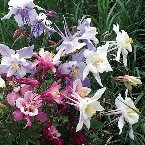Aquilegia caerulea Songbird Mix (72 plugs per tray)