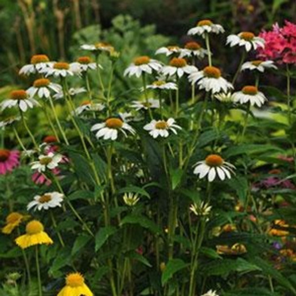 Echinacea purpurea PowWow® White (72 plugs per tray) Echinacea purpurea PowWow® White (72 plugs per tray)