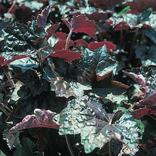 Heuchera micrantha Palace Purple (72 plugs per tray)