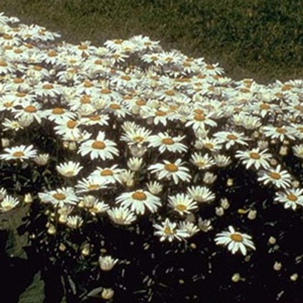 Leucanthemum xsuperba Snowcap (72 plugs per tray)