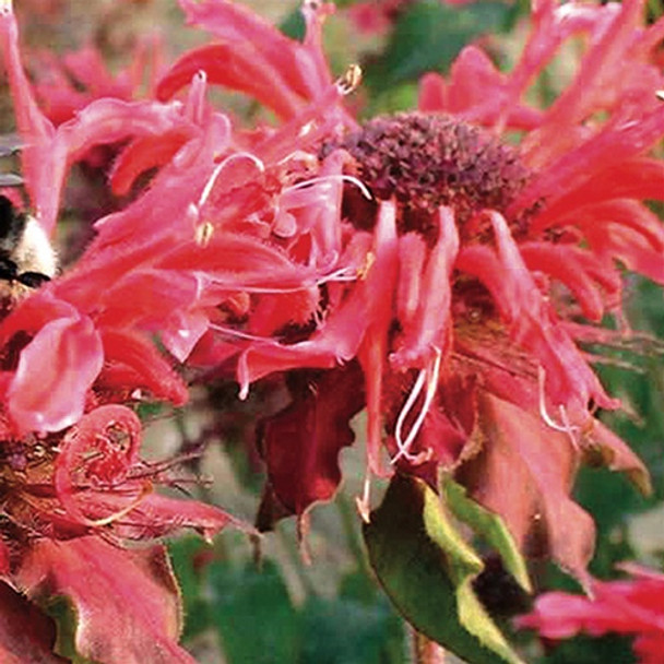 Monarda didyma Jacob Cline (72 plugs per tray)