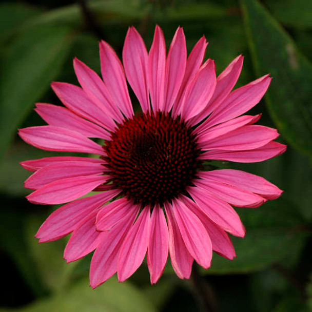 Echinacea purpurea Ruby Star (72 plugs per tray) Echinacea purpurea Ruby Star (72 plugs per tray)