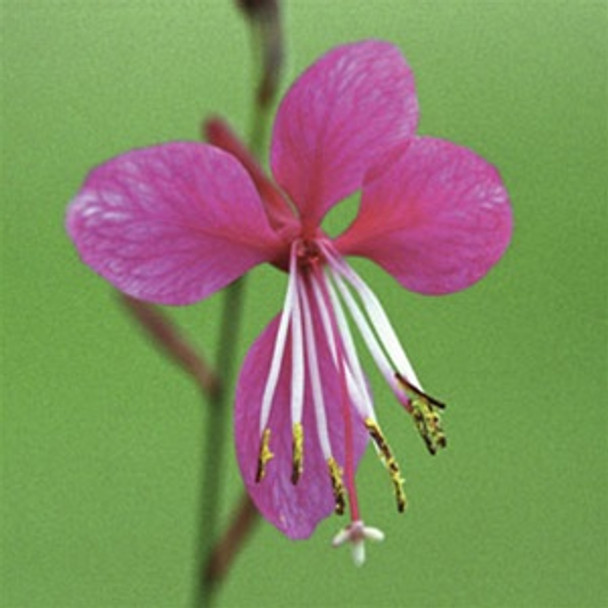 Gaura lindheimeri Siskyou Pink (72 plugs per tray)