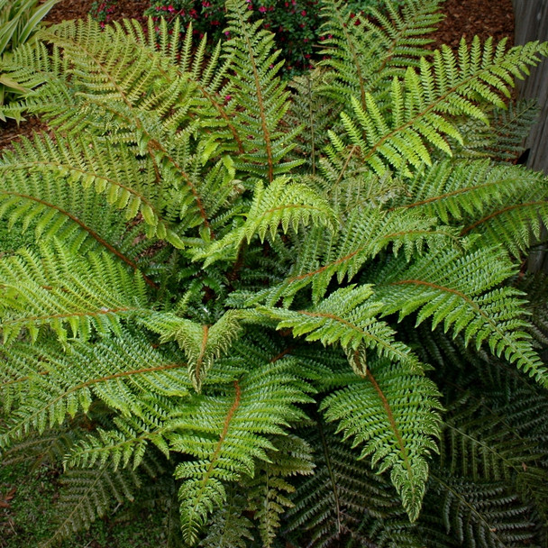 Polystichum polyblepharum (50 plugs per tray)
