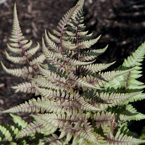 Athyrium niponicum Red Beauty (50 plugs per tray)