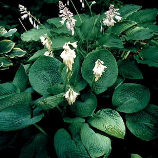 Hosta sieboldiana Elegans (38 plugs per tray)