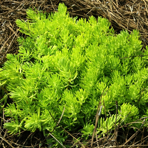 Sedum Lemon Ball (72 plugs per tray)